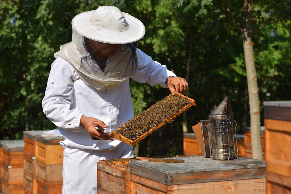 apiculture