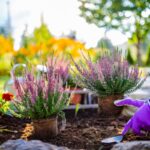 fleurs en automne