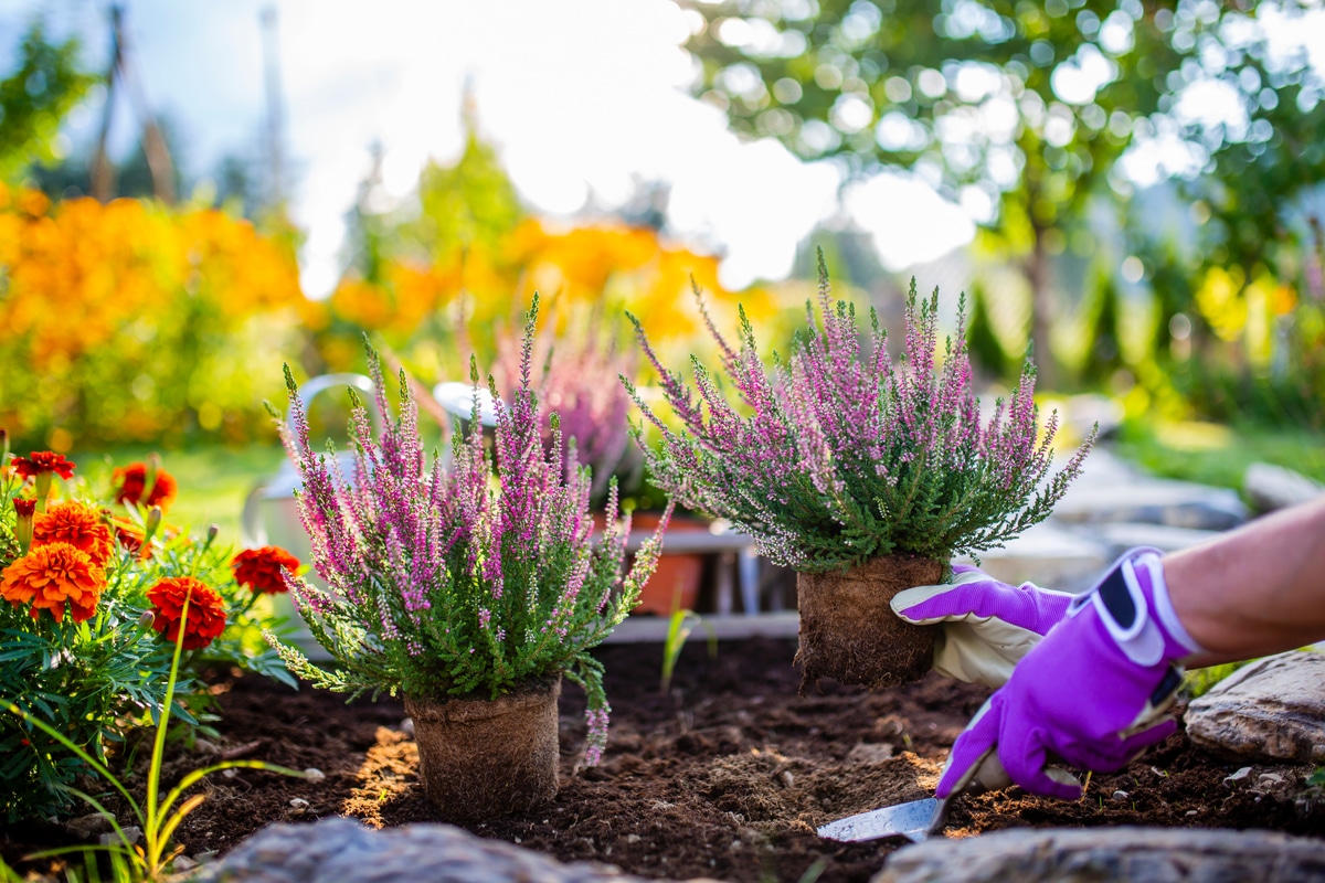 fleurs en automne