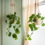 10 plantes retombantes