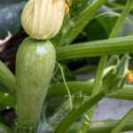 courgettes du jardin