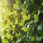 Choisir la meilleure haie à planter déjà haute pour votre projet de jardin