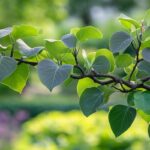 Arbre de Judée : inconvénients indésirables dans l'aménagement paysager
