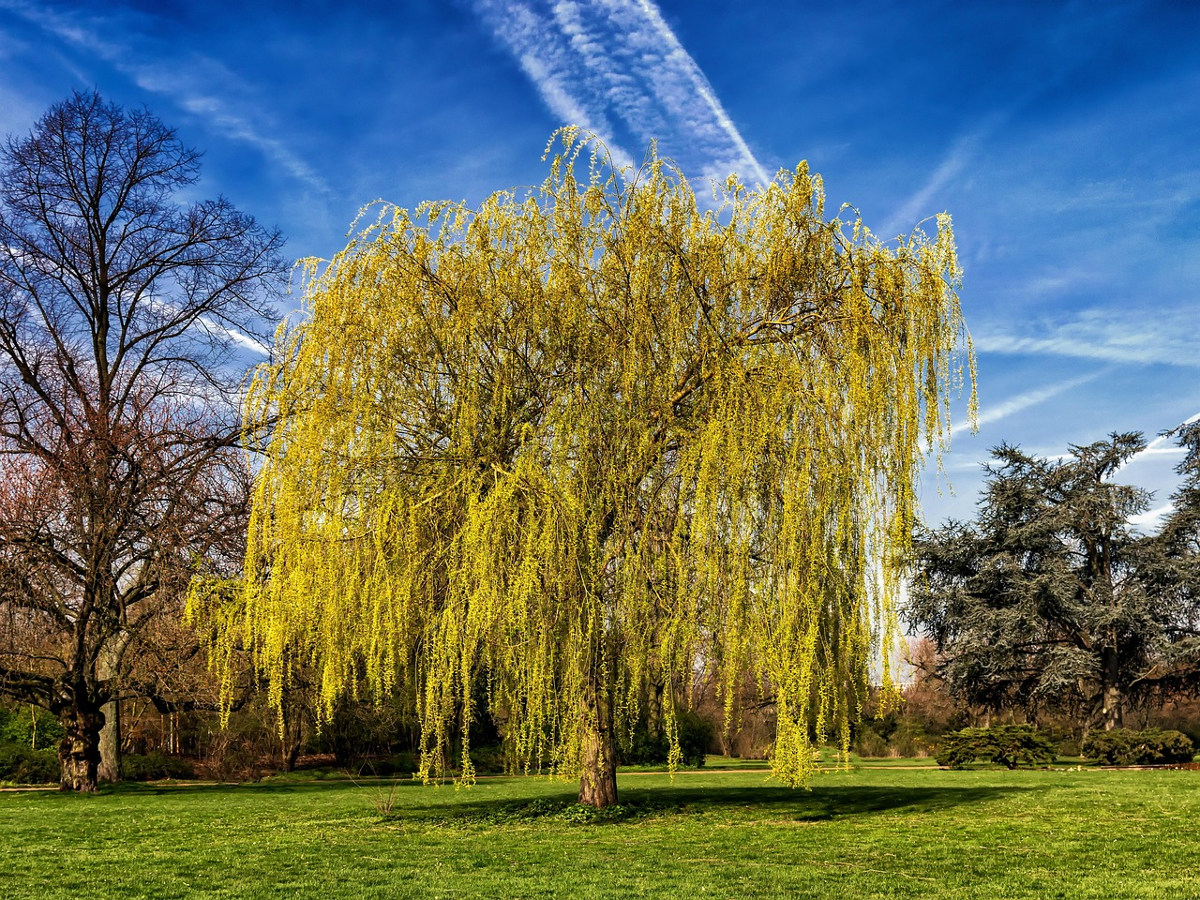 saule crevette