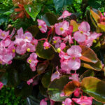 Begonias Dragon