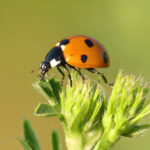 coccinelles