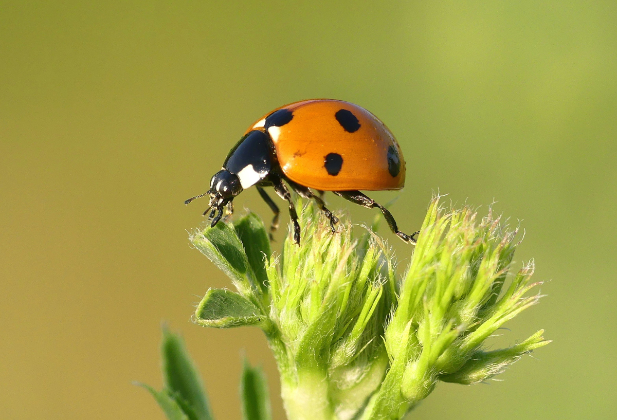 coccinelles