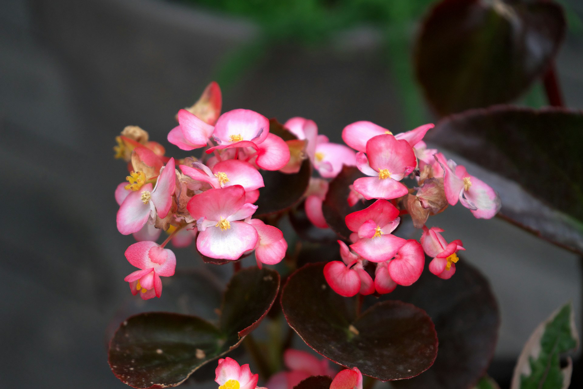 entretien Begonias Dragon