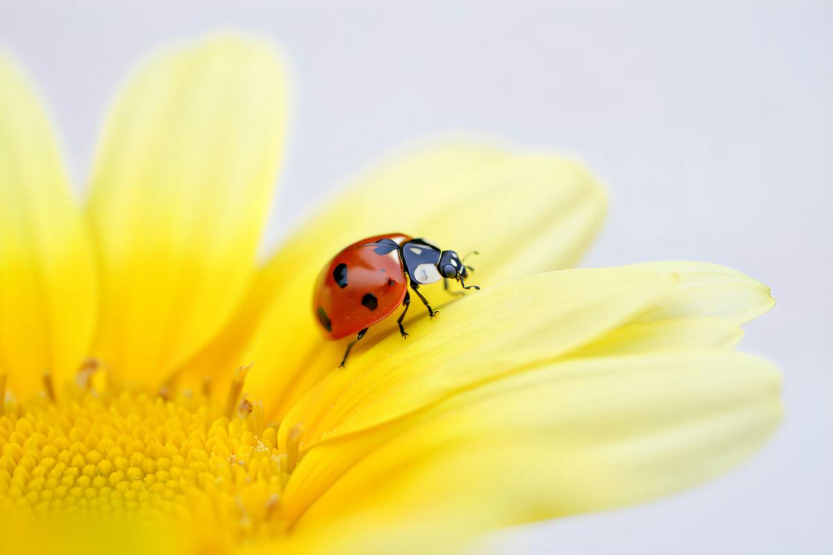 invasion coccinelles