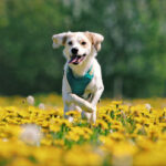 répulsif pour chien