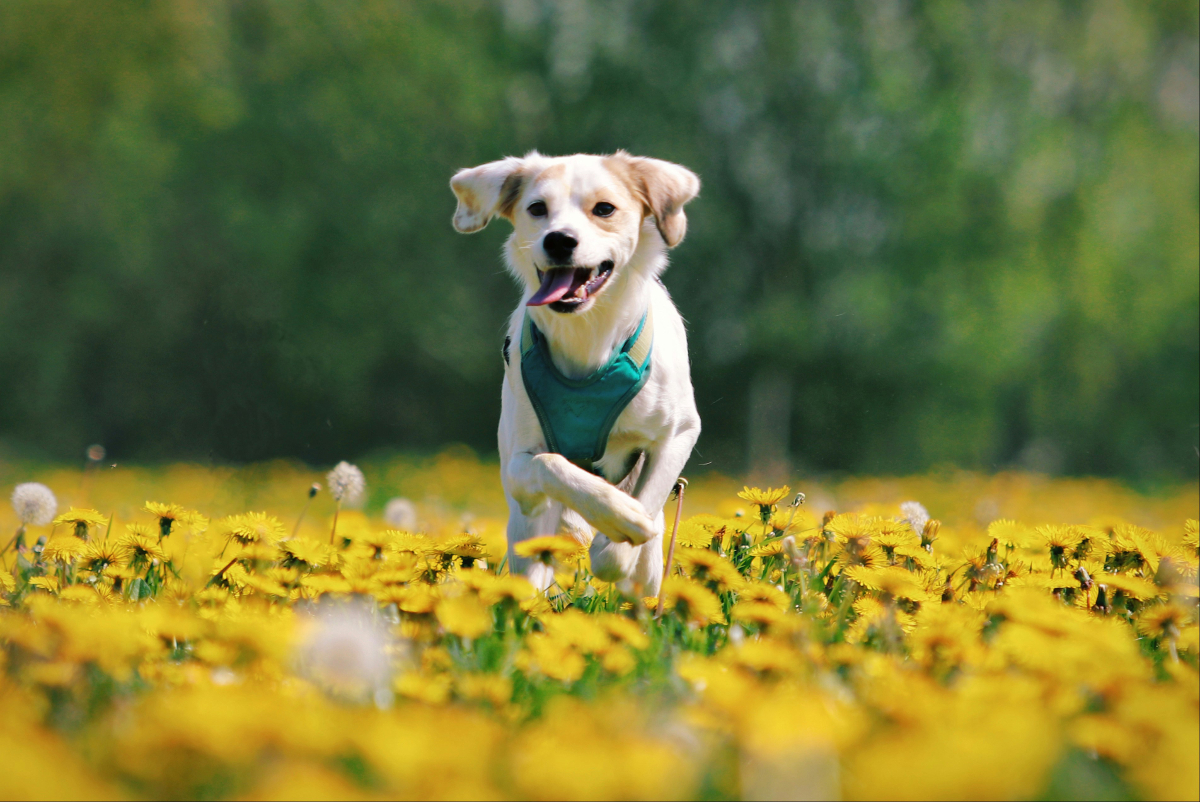répulsif pour chien