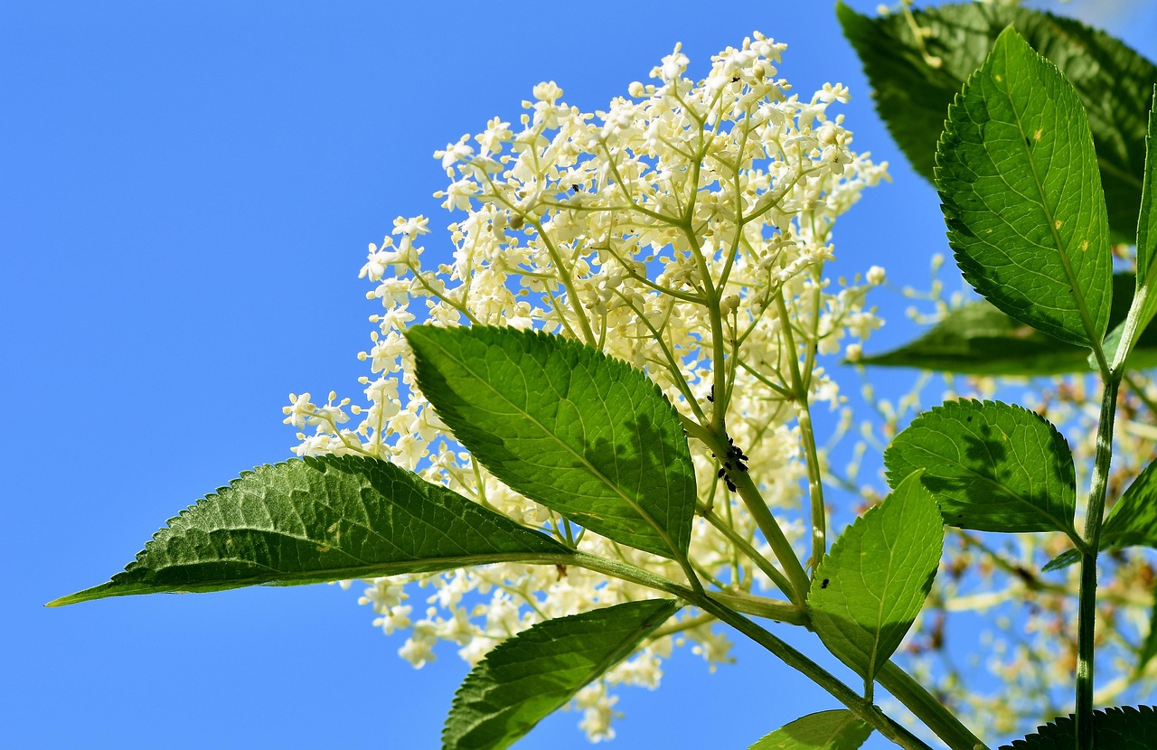 fleure