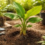 découvrez comment faire pousser un bananier sans graine grâce à nos techniques et conseils pratiques pour réussir facilement cette culture originale chez vous.