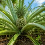 découvrez sur quel arbre poussent les ananas pour mieux comprendre et apprécier ce délicieux fruit tropical.