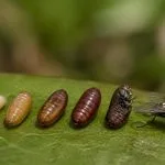 découvrez combien de temps il faut pour qu'un asticot se transforme en mouche, les différentes étapes de cette métamorphose fascinante et les facteurs qui influencent sa durée.
