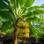 découvrez les conditions idéales pour cultiver un bananier et obtenir de délicieuses bananes. guide complet sur le climat, le sol, l'arrosage et les soins nécessaires pour une culture réussie.
