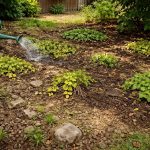 découvrez les erreurs courantes à éviter lors de la plantation de couvre-sols rampants persistants à croissance rapide pour assurer un jardin sain et esthétique.