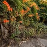 découvrez les principaux inconvénients du bignone et comment ils peuvent affecter l'équilibre et la santé de votre jardin.