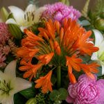 découvrez pourquoi l'agapanthe orange est idéale pour sublimer vos arrangements floraux grâce à ses couleurs vibrantes et son élégance naturelle.