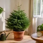 découvrez nos conseils pratiques pour garder votre sapin en pot vivant et en bonne santé après les fêtes, et profitez d'une décoration naturelle durable.