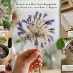 découvrez comment recycler intelligemment une fleur fanée d'agapanthe avec nos astuces pratiques et écologiques pour lui offrir une seconde vie.