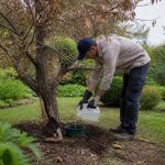 découvrez pourquoi utiliser de l'acide chlorhydrique pour faire mourir un arbre suscite la controverse parmi les jardiniers et quelles alternatives plus sûres privilégier.