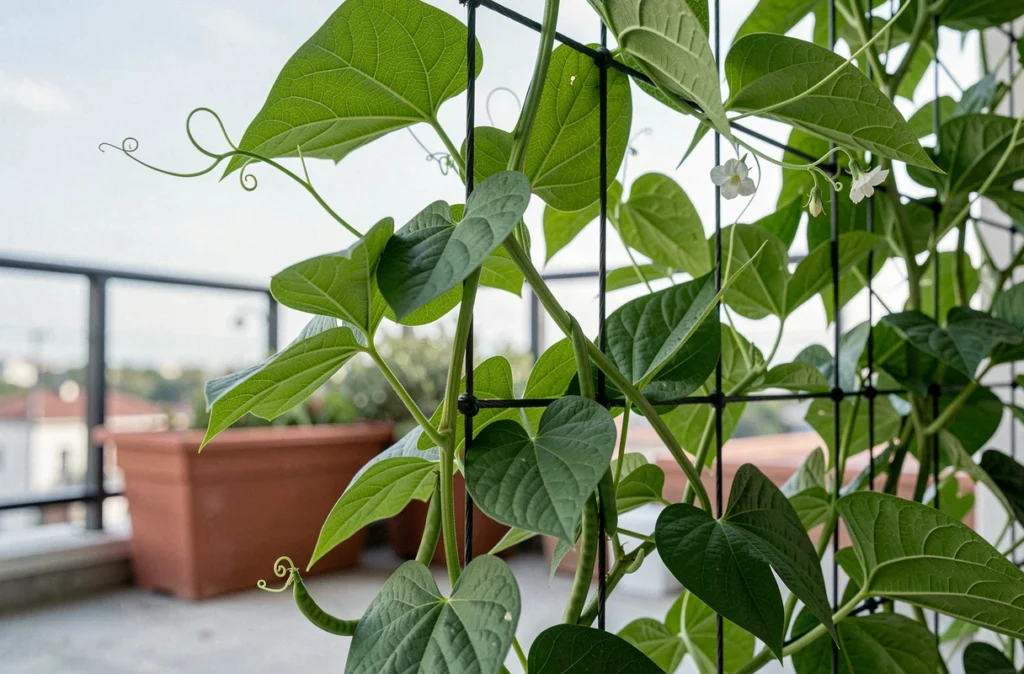 Gros plan sur des plants de haricots grimpants et leurs cosses sur un treillis de balcon