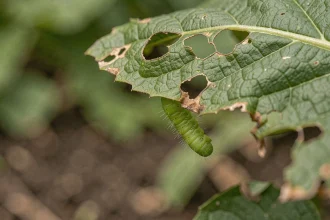 Petite chenille verte sur une feuille trouée de haricot, vue macro montrant les dégâts de morsures avec détails des trous et texture de la feuille
