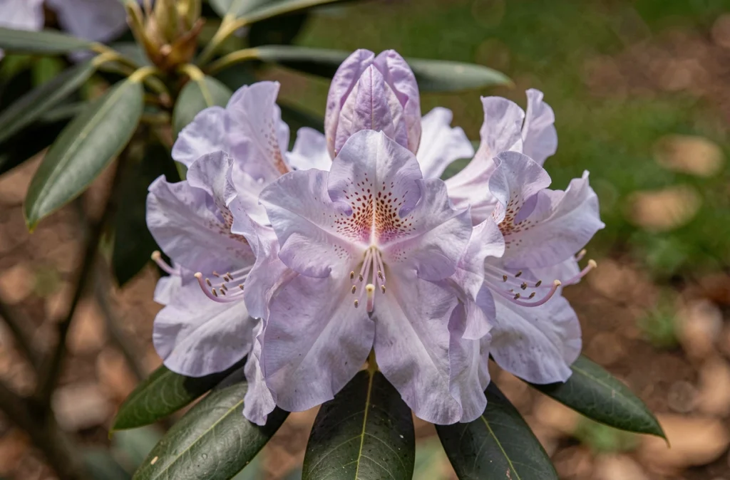 Gros plan sur les fleurs de rhododendron aux pétales lavande avec étamines visibles et feuilles brillantes